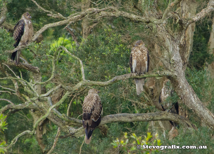 Four Whistling Kites Perched avoiding the rain