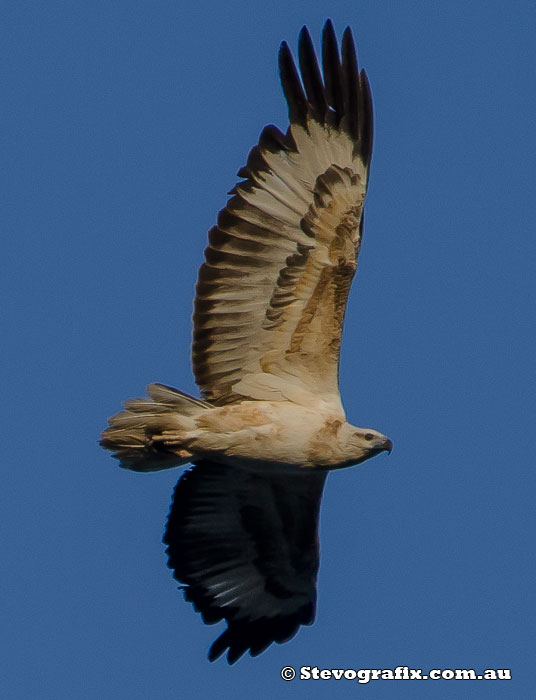 White-bellied Sea-Eagle - Haliaeetus leucogaster - Stevografix