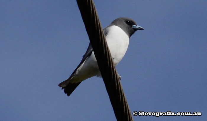 White-breasted Woodswallow