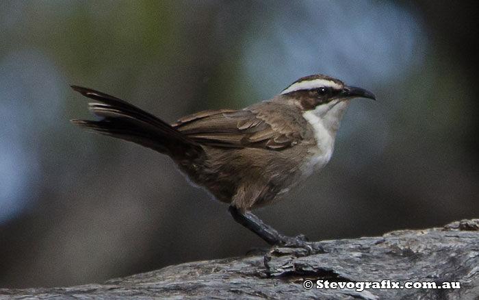 White-browed Babbler