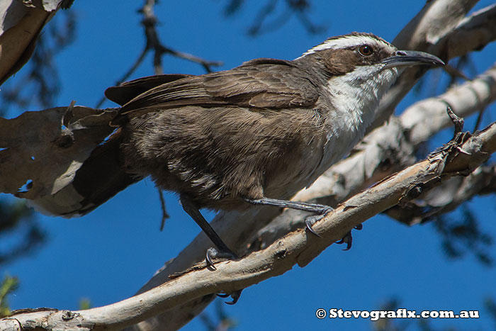 White-browed Babbler