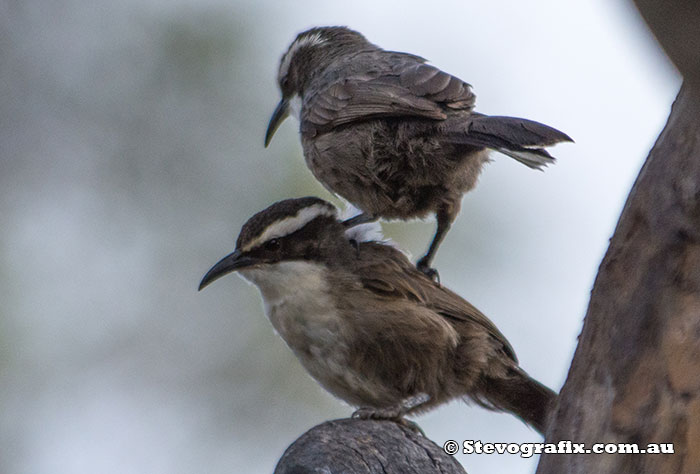 White-browed Babblers