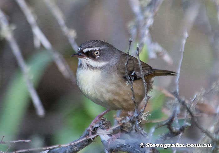 Male White-browed Scrubwren