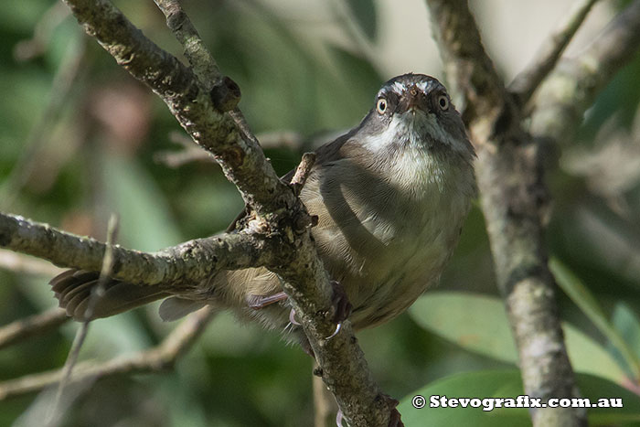 White-browed Scrubwren