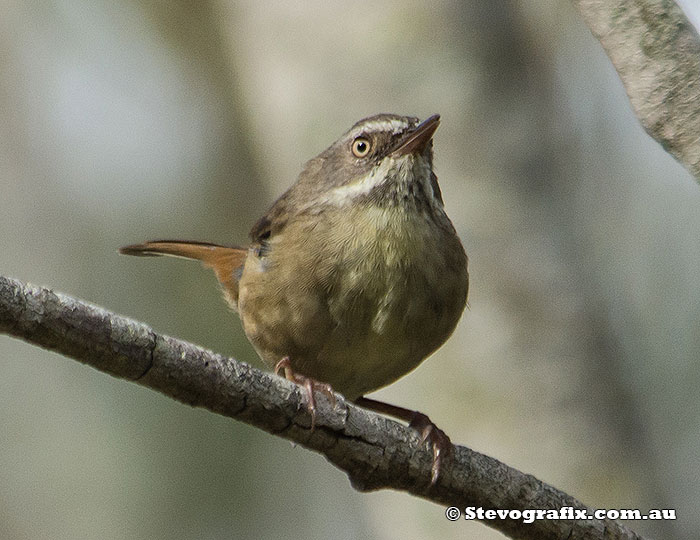 White-browed Scrubwren