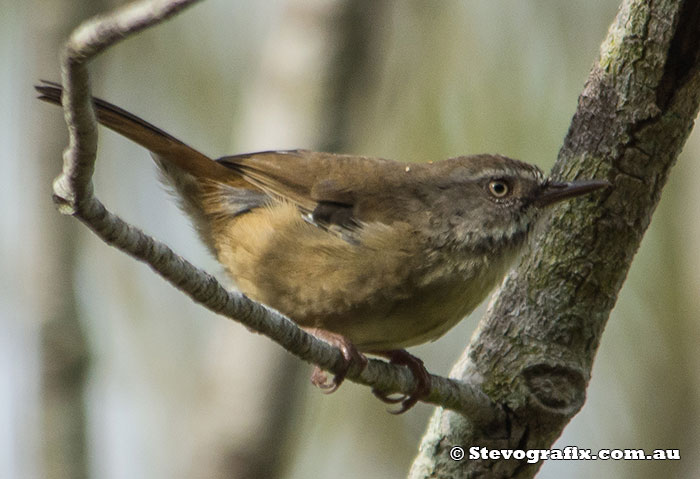 White-browed Scrubwren