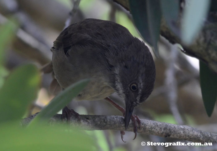 White-browed Scrubwren