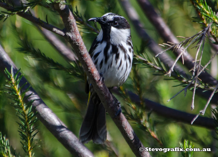 White-cheeked Honeyeater 