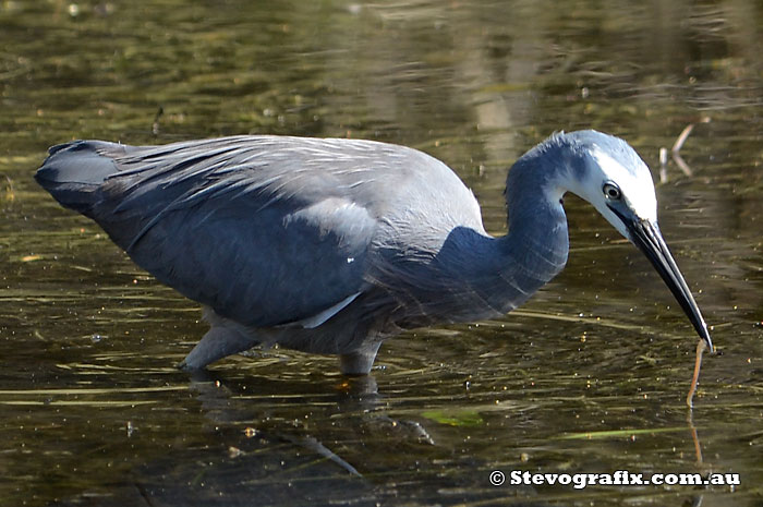 White-faced Heron