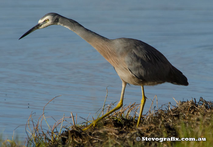 White-faced Heron