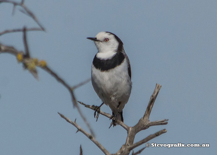 White-fronted Chat