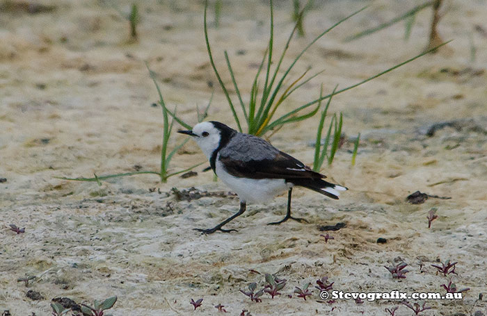 A collection of photos of a female White-fronted Chat