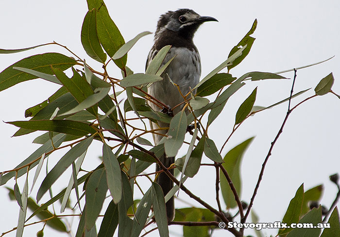 White-fronted Honeyeater