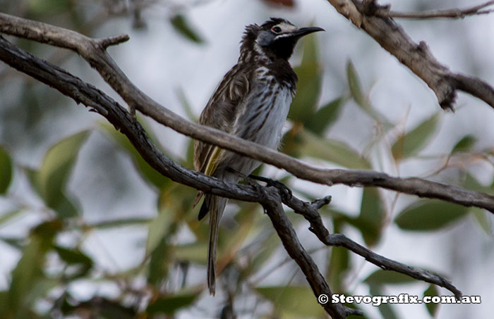 White-fronted Honeyeater