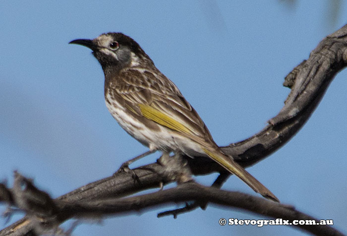 White-fronted Honeyeater