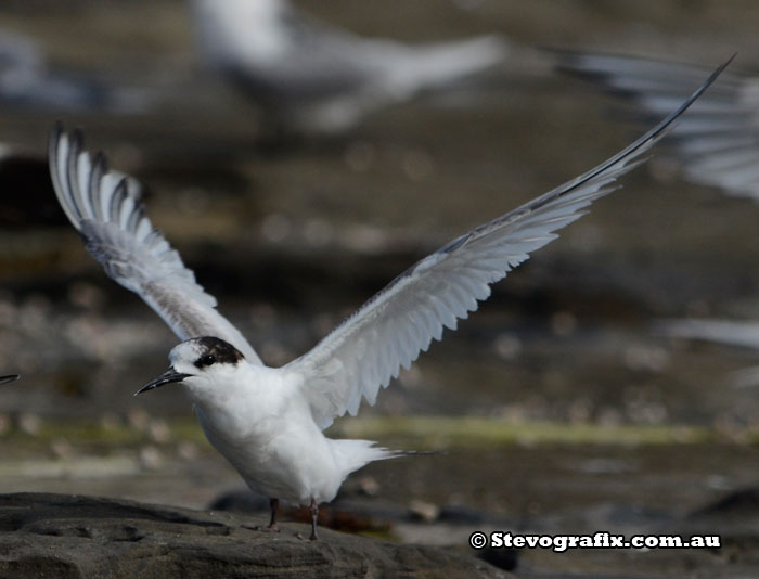 White-fronted Tern