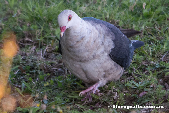 White-headed Pigeon