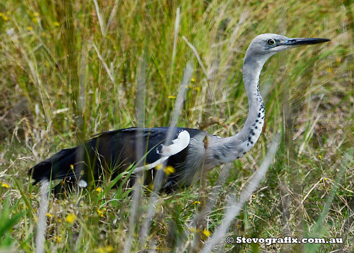 White-necked Heron