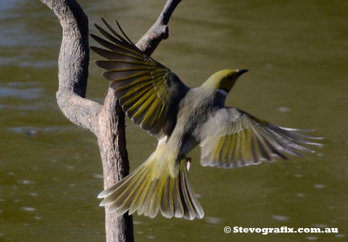 White-plumed Honeyeater in flight