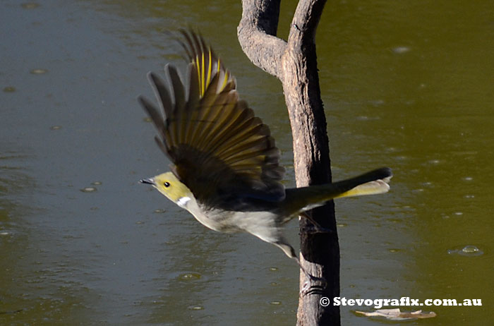 White-plumed Honeyeater in flight