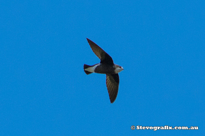 White-throated Needletail