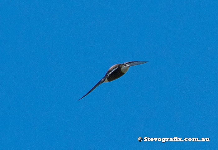 White-throated Needletail