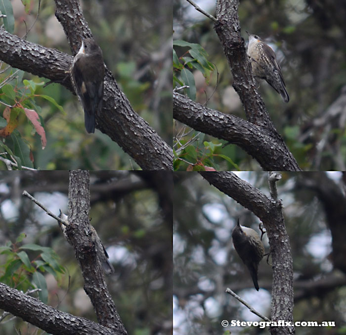 White-throated Treecreeper in Action