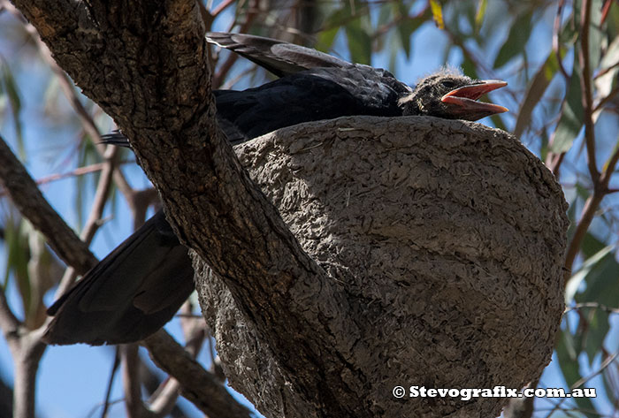 White-winged Chough