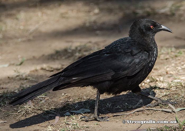 White-winged Chough