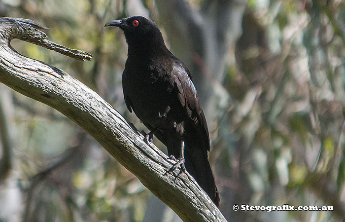 White-winged Chough