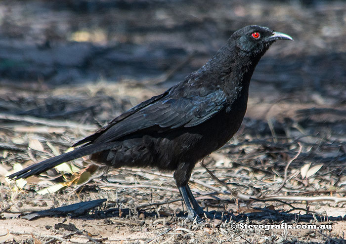 White-winged Chough