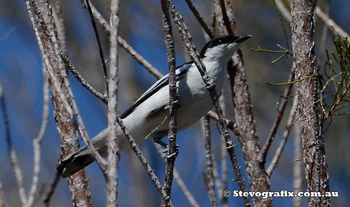 White-winged Triller