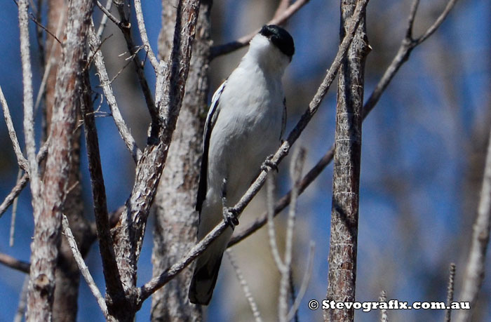 White-winged Triller