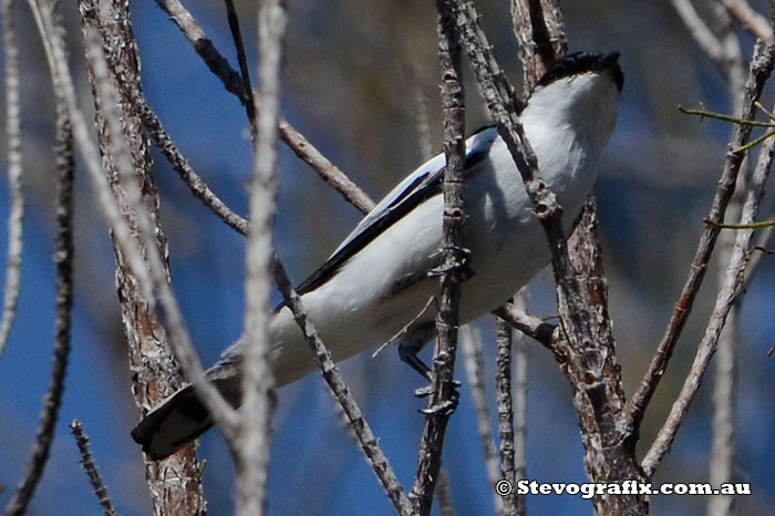 White-winged Triller