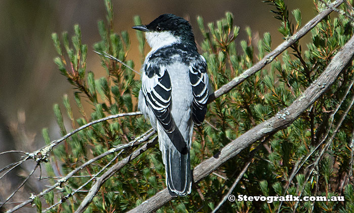 White-winged Triller