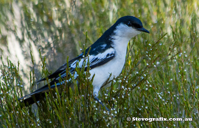 White-winged Triller