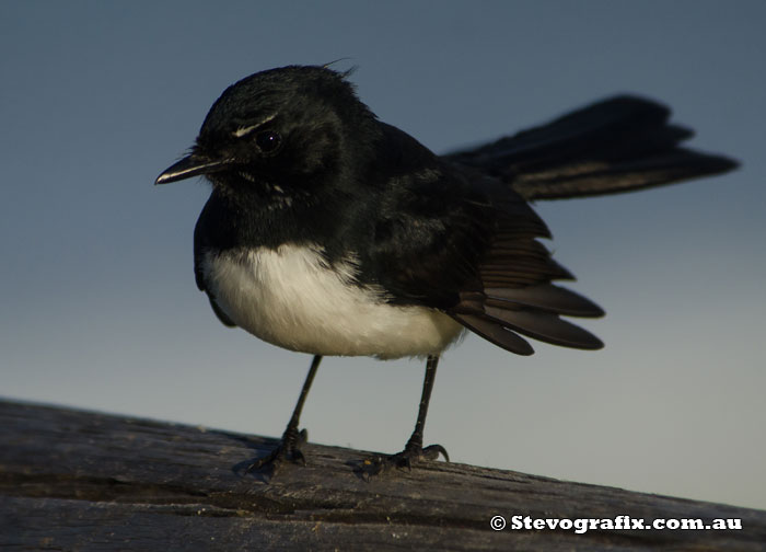 Willy Wagtail