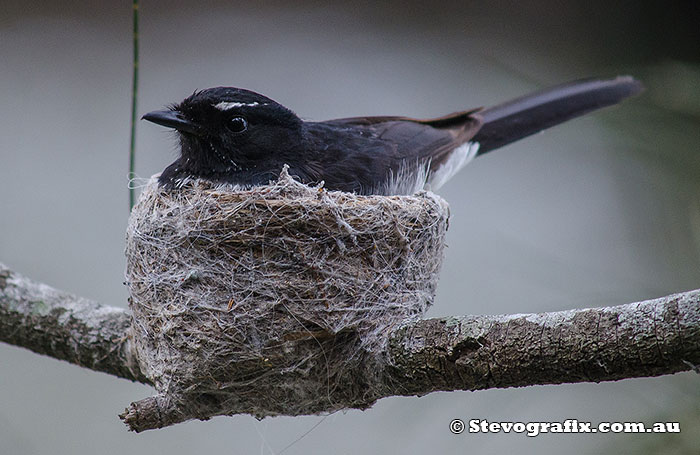 Willlie Wagtail