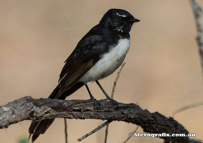 Willly Wagtail