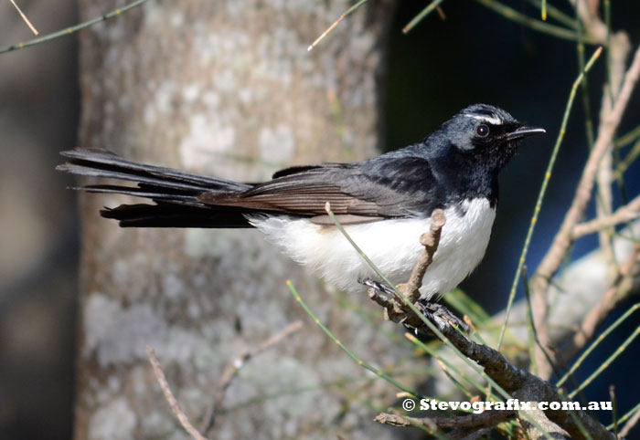 Willy Wagtail