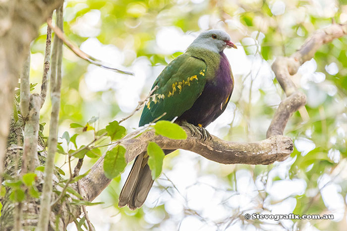 Wompoo Fruit-Dove