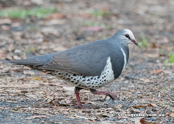 Wonga Pigeon