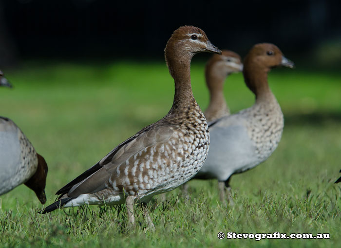 female Wood Duck