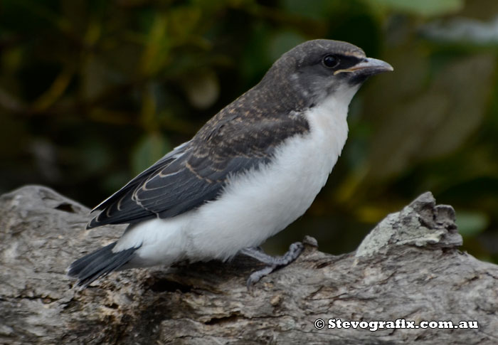 White-breasted Woodswallow