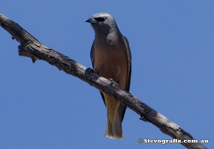 White-browed Woodswallow