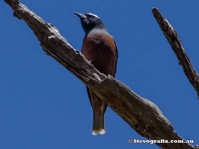 White-browed Woodswallow