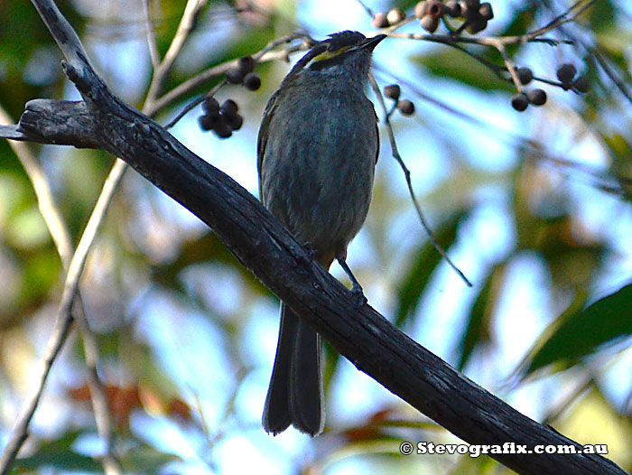 Yellow-faced Honeyeater