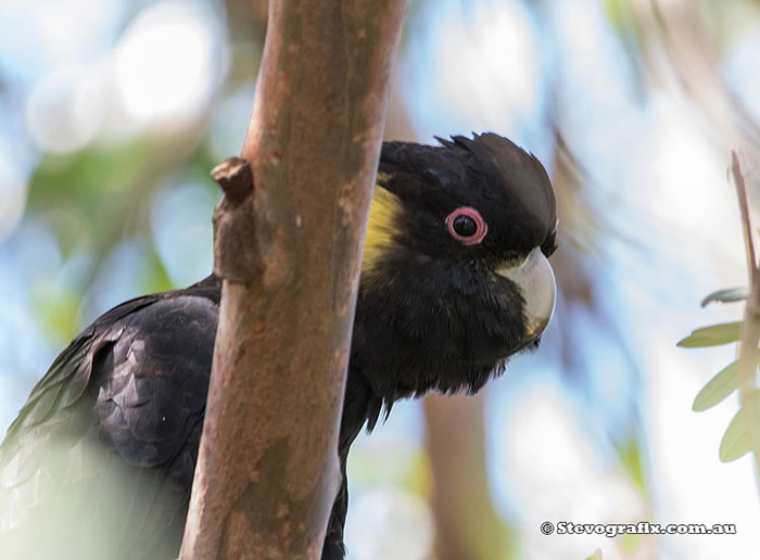 Yellow-tailed Black-Cockatoo