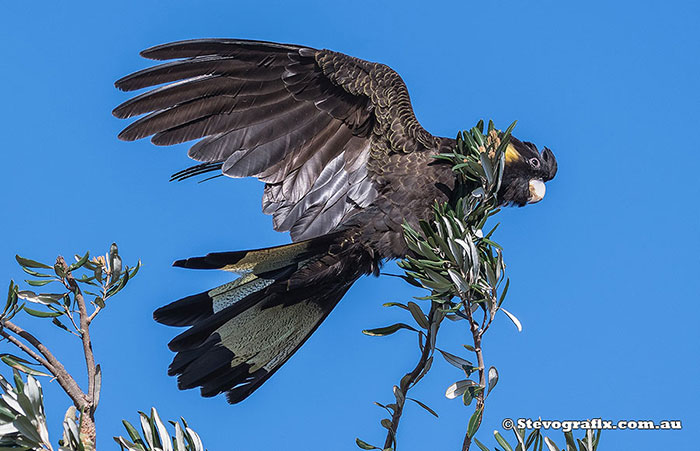 Yellow-tailed Black-Cockatoo