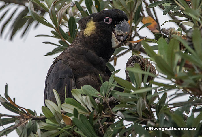 Yellow-tailed Black-Cockatoo